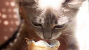 Proč kočka tak miluje zmrzlinu