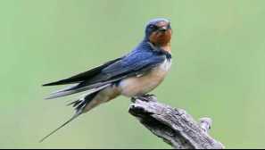 Proč vlaštovky létají nízko před deštěm a když létají vysoko