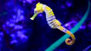 Proč mořský kůň plave stojící?