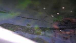 Proč je vytvořen film na vodě v akváriu?