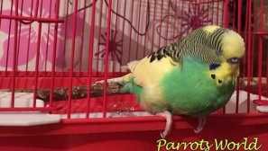 Proč parrot vrhá určitou barvu
