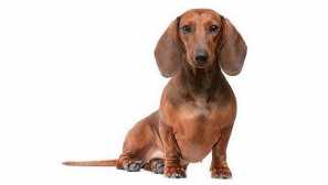 Proč zadní tlapky odmítají? Příznaky, příčiny, léčba