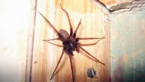 Proč v bytě je mnoho pavouků