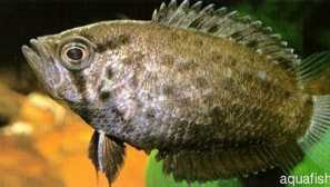 Polycentrus nebo rybí hardware: obsah, chov, kompatibilita.