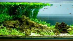 Pomocníci akvária a jeho nepřátelé
