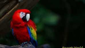 Parrot ara: funkce, typy, domácí podmínky