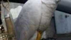 Parrot cockada popis, funkce, typy