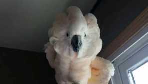 Parrot-meloman předstírá mrtvý