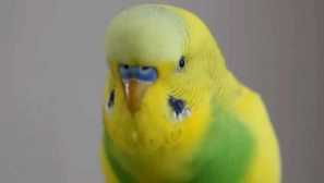 Papoušek mě nahradil psa