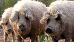 Populární plemena prasat: tituly s popisem a foto