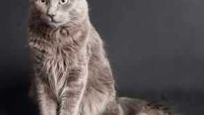 Plemeno kočka nibelung a jeho vlastnosti