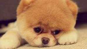 Plemen psi pomeranian spitz a chow chow vypadají jako medvědi