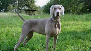 Neustále v pohybu: jaký druh plemen psů jsou vhodné pro ranní běhy