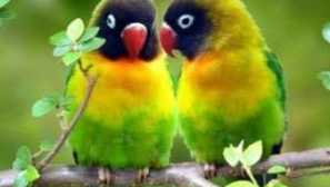 Pravidla pro obsah papoušků