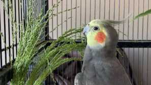 Příčina nedostatku zájmu pro papoušku pochopil později