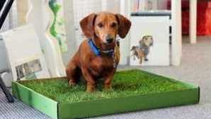 Naučíme psy na podnos v bytě