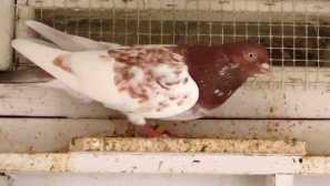 Očkování holubů ze samonelózy a jeho léčby