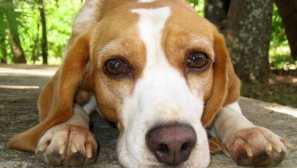 Známky vztekliny u psů: popis s fotografií