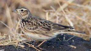 Pole lark: popis ptáka