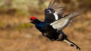 O ptačí tetherievě: co to vypadá a kde přebývá