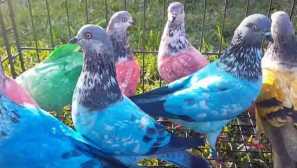 O vícebarevné holuby