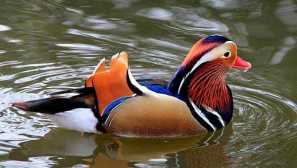 O nejvzácnějších ptáků na světě