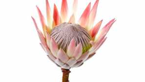 Protest: pěstování a péče doma