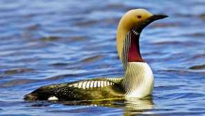 Ptáci kaluga regionu