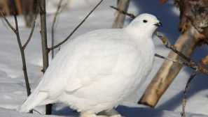 Ptáci regionu černihiva