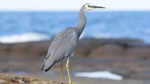 Ptáci kemerovo regionu