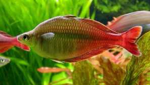 Bleker duha z rodiny melanotaeniidae