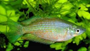 Gorbate roadow, blue rainbow, blue melanothenia (melanotaenia splendida splendida)