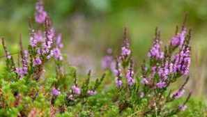 Rostliny a zvířata bohatá na studenou přírodu tundra