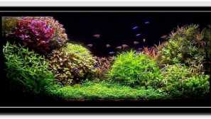 Různé akvarijní rostliny