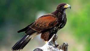 Odrůdy hawks: dohled, rewtop a další