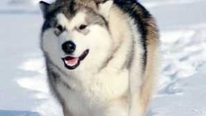 Balamut chov: popis plemene, péče o psa