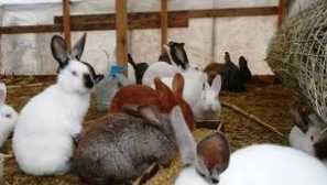 Králičí chov doma pro začátečníky