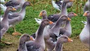 Chov, obsah a péče o husy doma