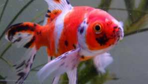 Ryukin ryby: obsah, chov, popis