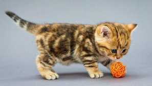 Růst kočičích z prvních dnů: jak pěstovat a rozvíjet kočky