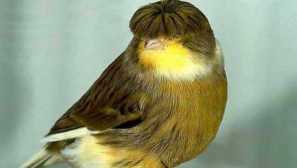 Ruské kanárky a jiné druhy