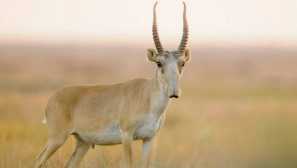 Saigak (saiga)