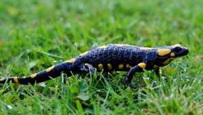 Salamander: popis, domácí péče, fotografie