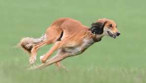 Saluki: pes popis a psí charakter