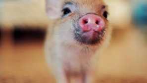 Cutee prase jekatěrinburg