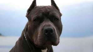 Nejvíce zlý pes na světě