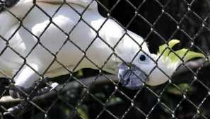 Samurai cockada domácí zvířata