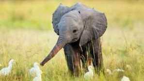 Nejzajímavější a nejobvyklejší fakta o slonech