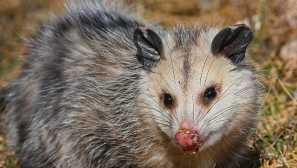 Nejhorší zvířata na světě