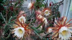 Selenicereus velký-kvetoucí